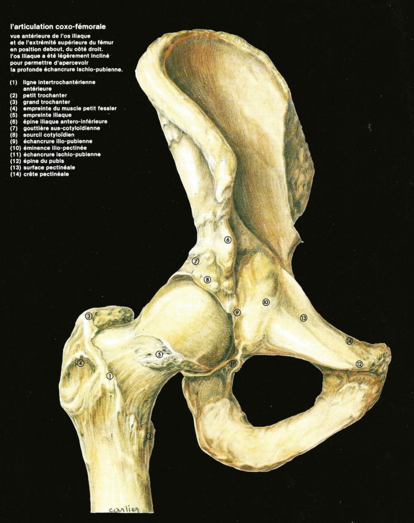 tendinite moyen fessier - bursite - grand trochanter