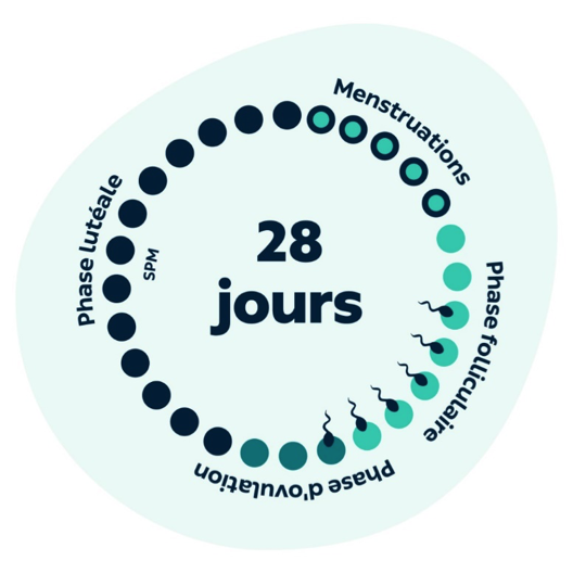C'est lors de la phase folliculaire et de l'ovulation que l'on se sent le plus en forme