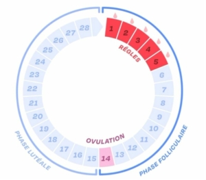 Schéma circulaire du fonctionnement du cycle menstruel chez la femme.