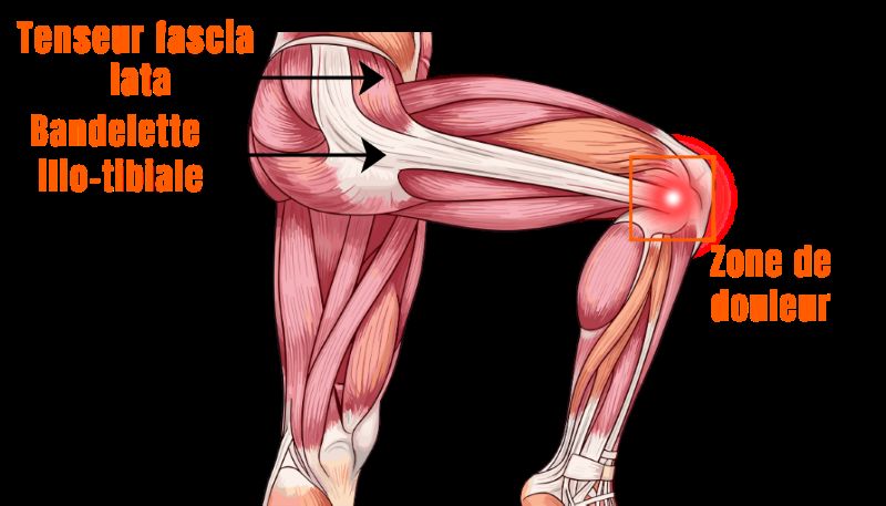 Schéma du genou chez le coureur, pour détailler les muscles et tendons qui composent cette partie du corps.
