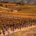 Le 23 octobre 2027, le Marathon des Terroirs du Ventoux invitera les coureurs à découvrir les paysages provençaux, les vignobles AOC Ventoux et les spécialités locales au pied du mont Ventoux.